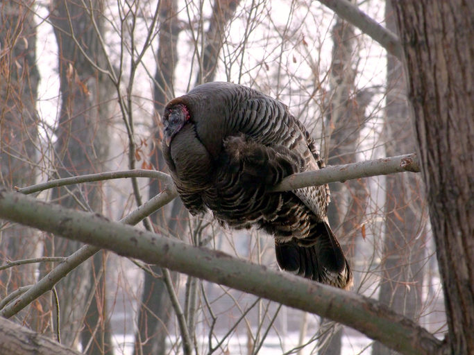Wild Turkey